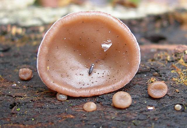 le  Specie  invernali  del  Leimental